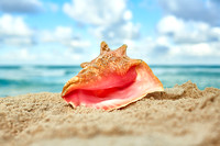 Conch Shell on Sand