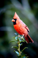 Cardinal_2020_0435_Full 1